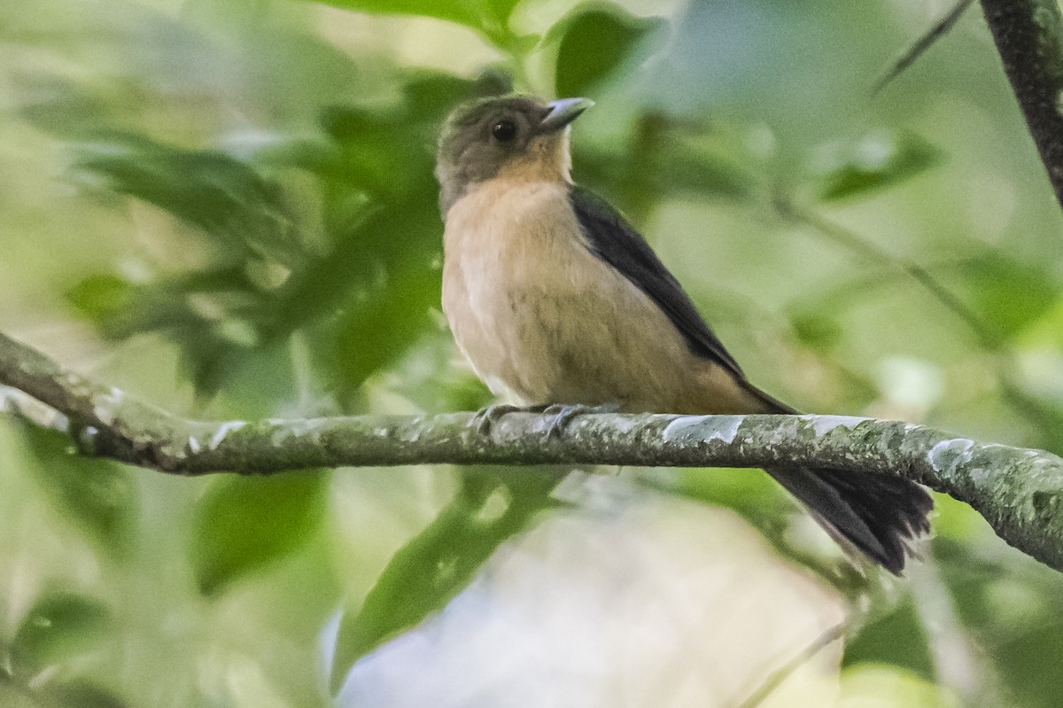 Black-goggled Tanager - ML619693469