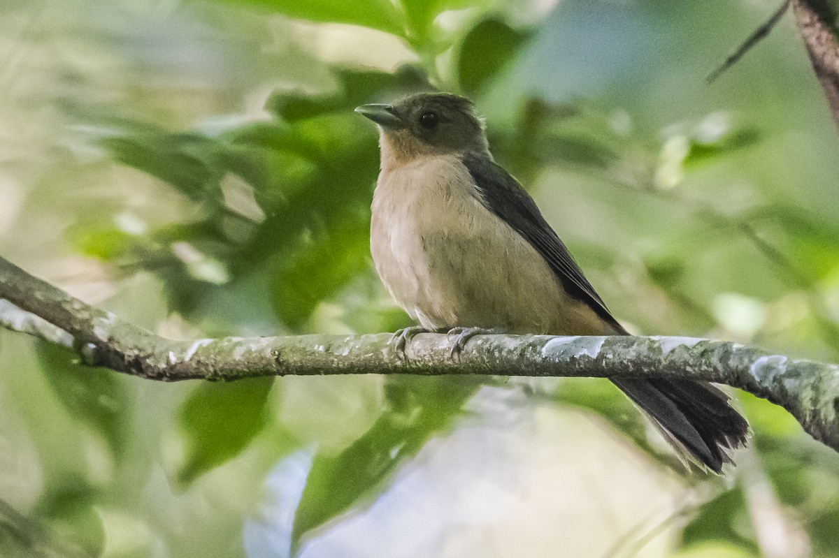 Black-goggled Tanager - Amed Hernández