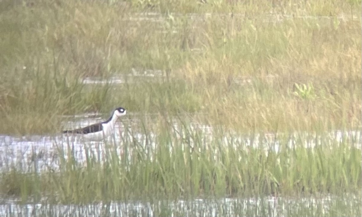 Black-necked Stilt - ML619693477