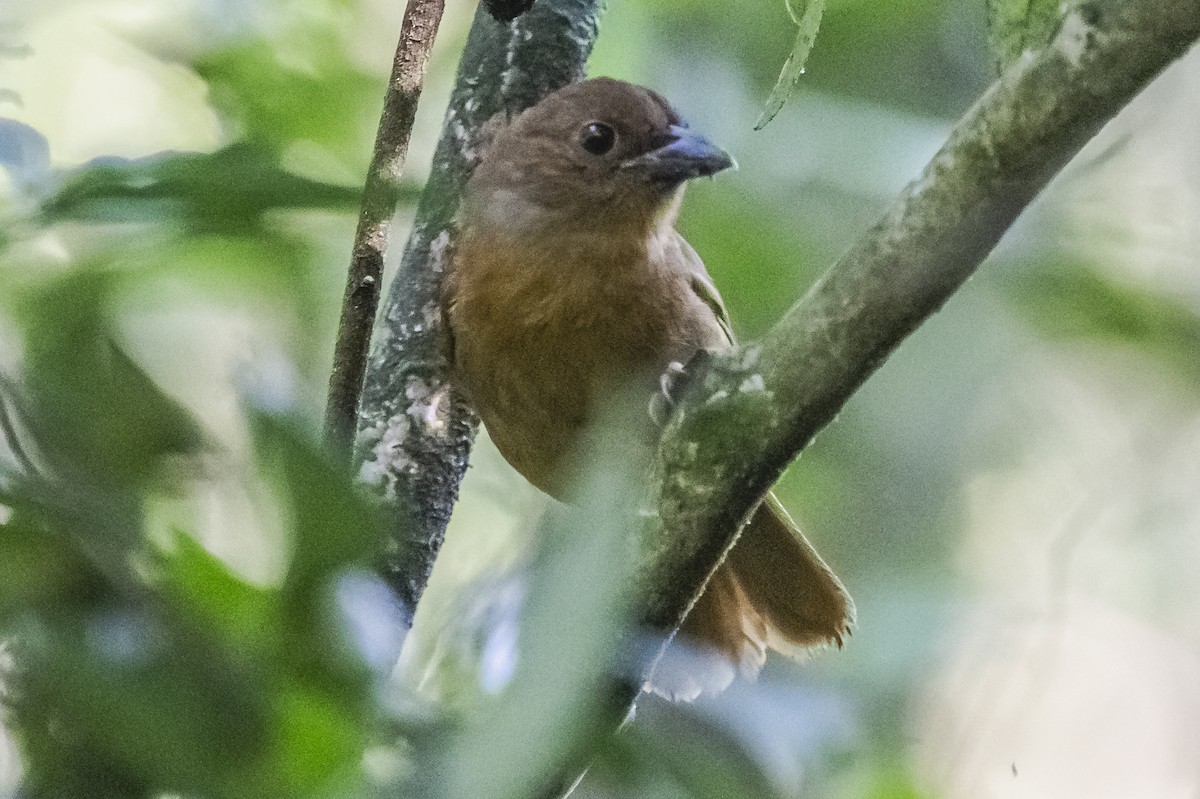 Red-crowned Ant-Tanager - ML619693480