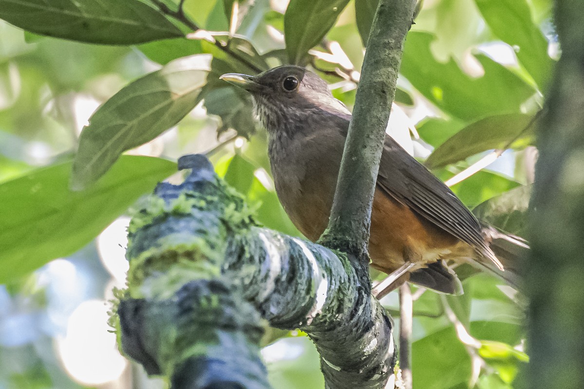 Rufous-bellied Thrush - ML619693484