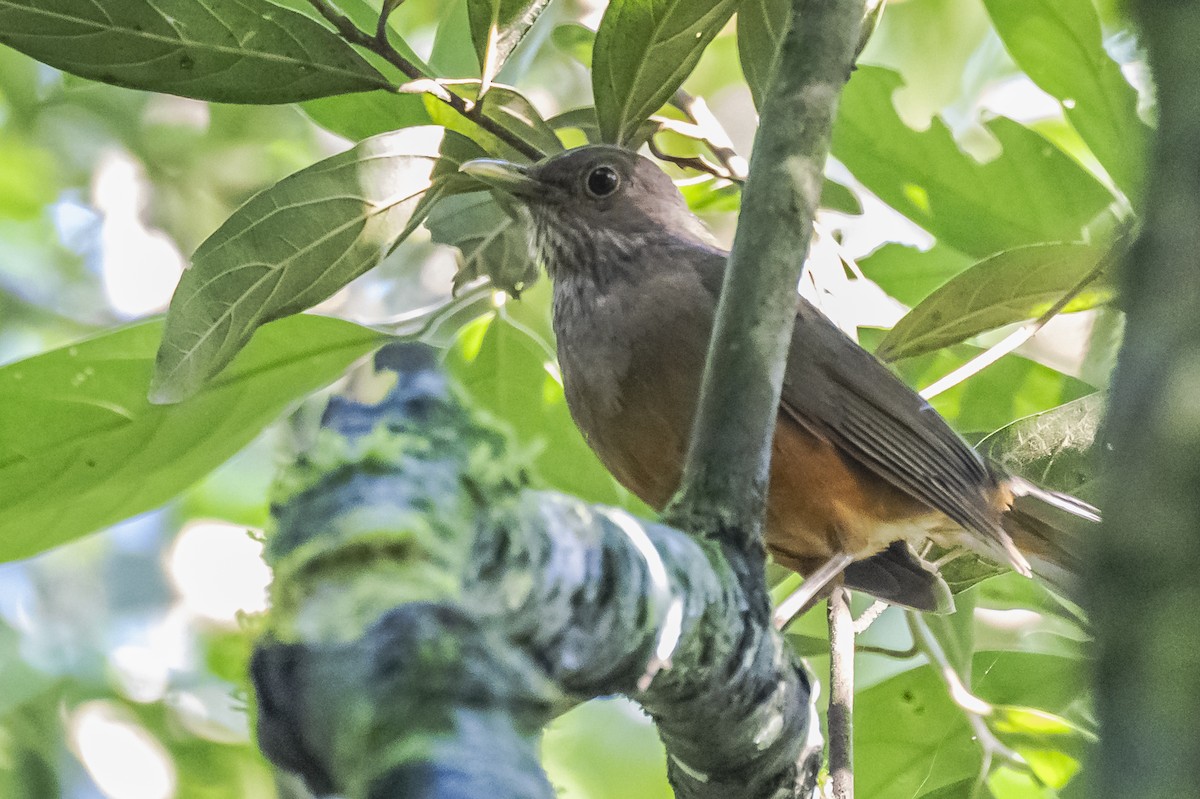 Rufous-bellied Thrush - ML619693485