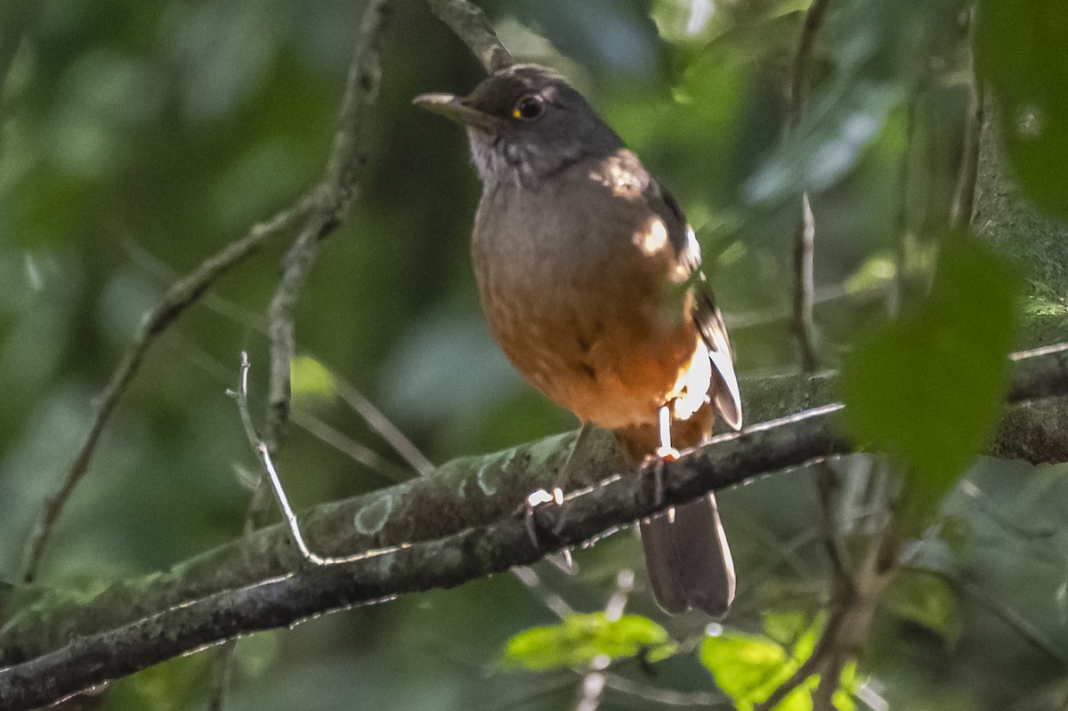 Rufous-bellied Thrush - ML619693488