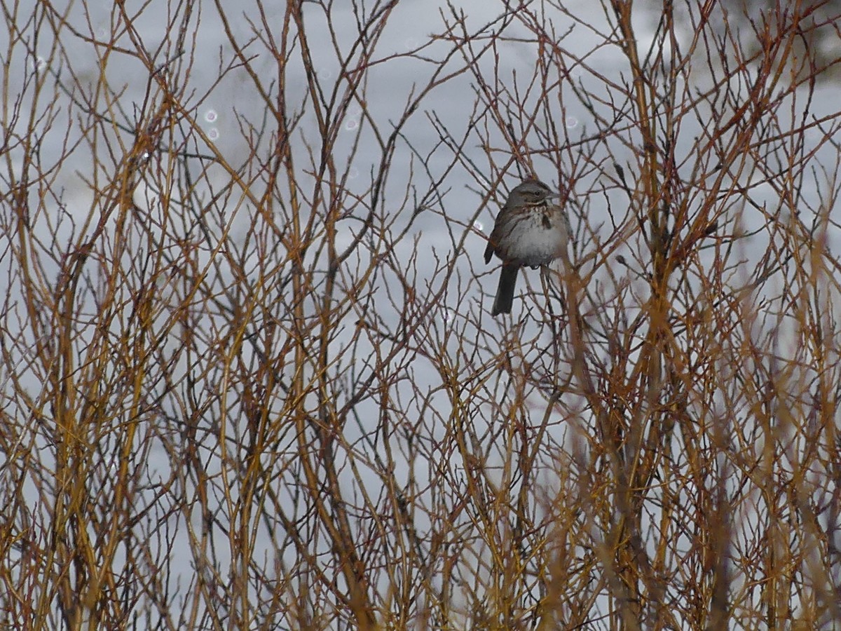 Song Sparrow - ML619693491