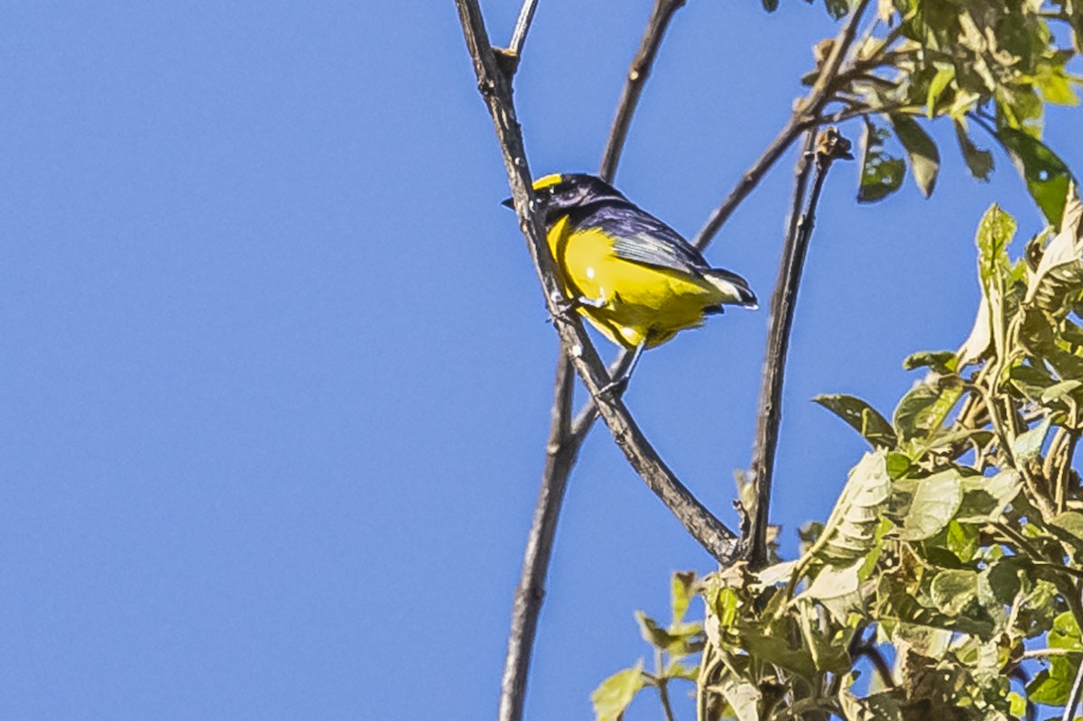 Purple-throated Euphonia - ML619693498