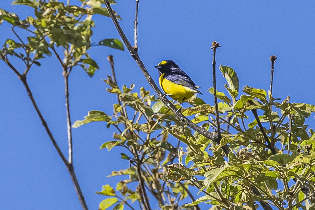 Purple-throated Euphonia - ML619693500