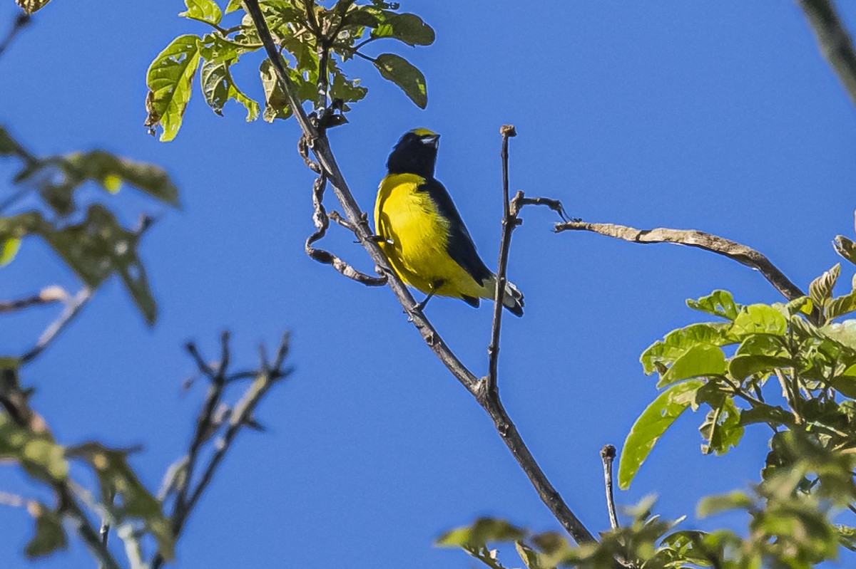 Purple-throated Euphonia - ML619693507