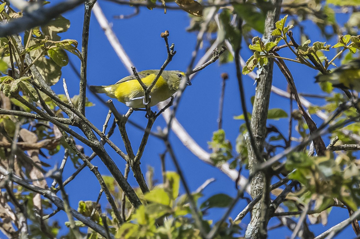 Purple-throated Euphonia - ML619693513