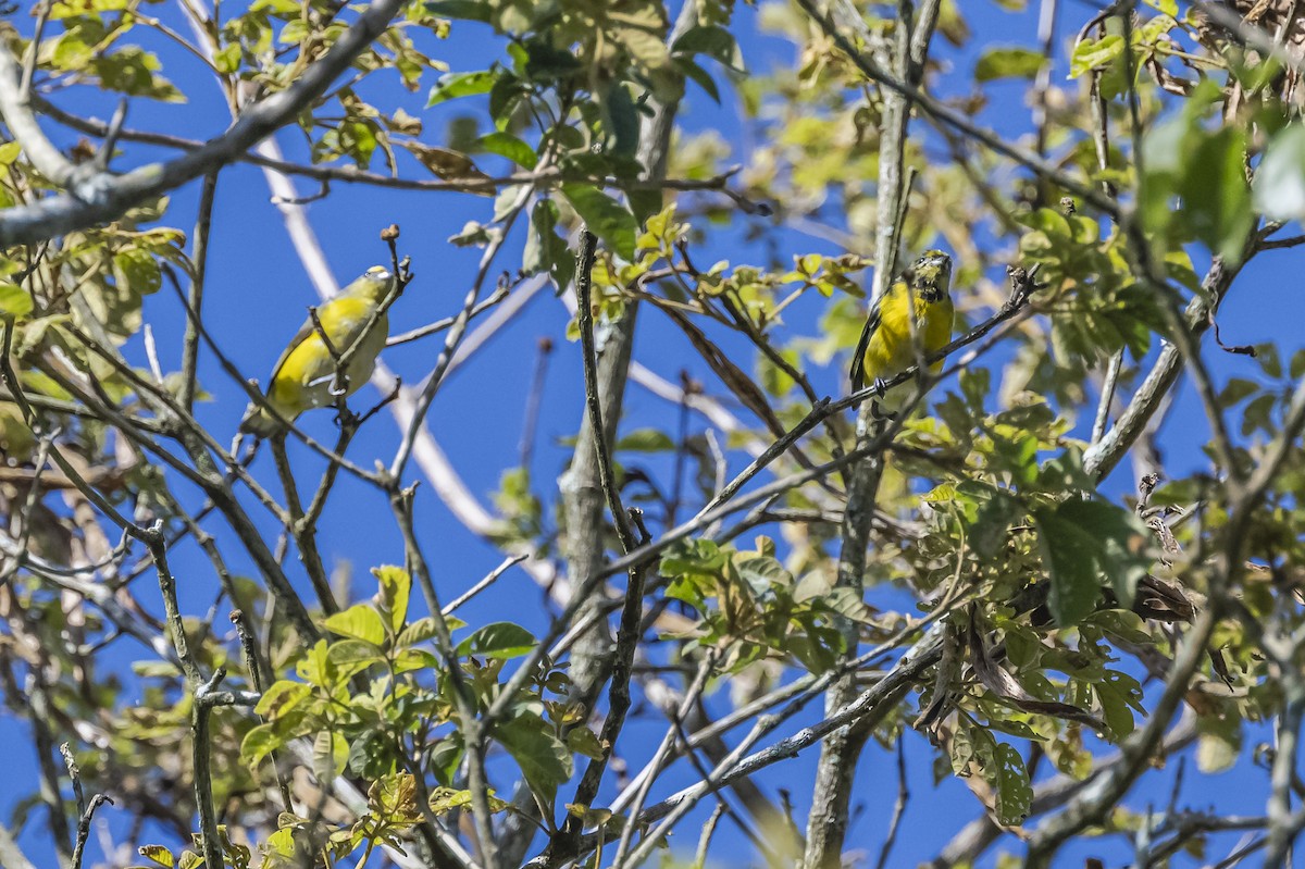 Purple-throated Euphonia - ML619693514