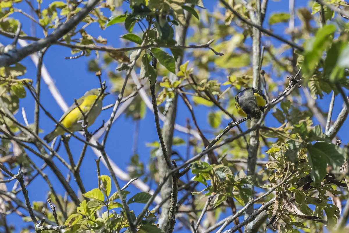 Purple-throated Euphonia - ML619693517