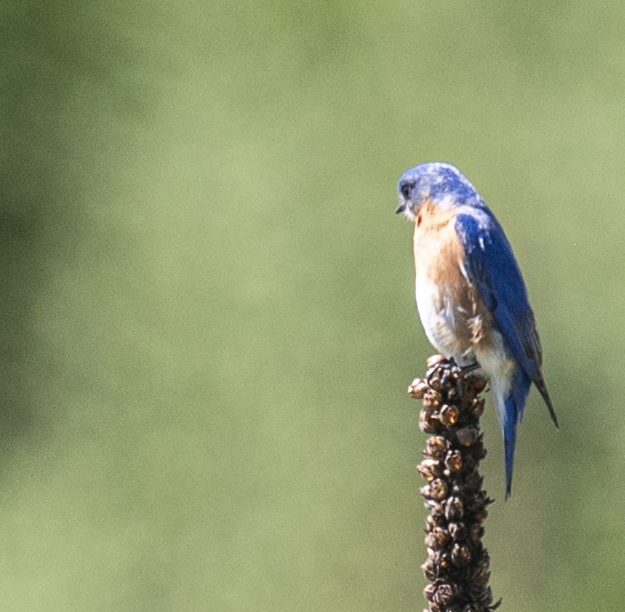 Eastern Bluebird - ML619693518