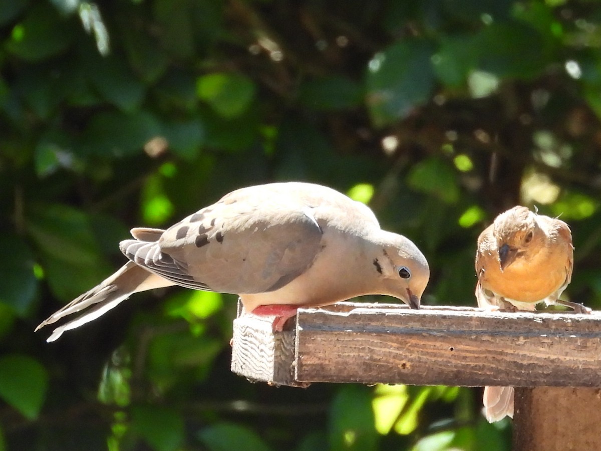 Mourning Dove - ML619693523