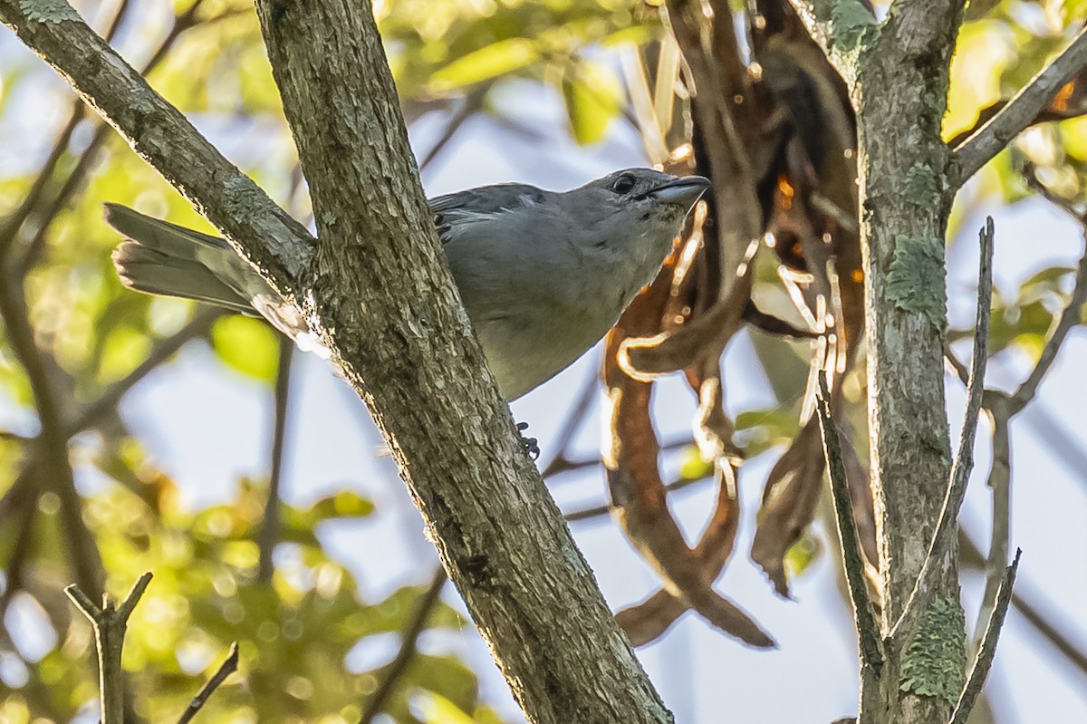 Sayaca Tanager - ML619693524