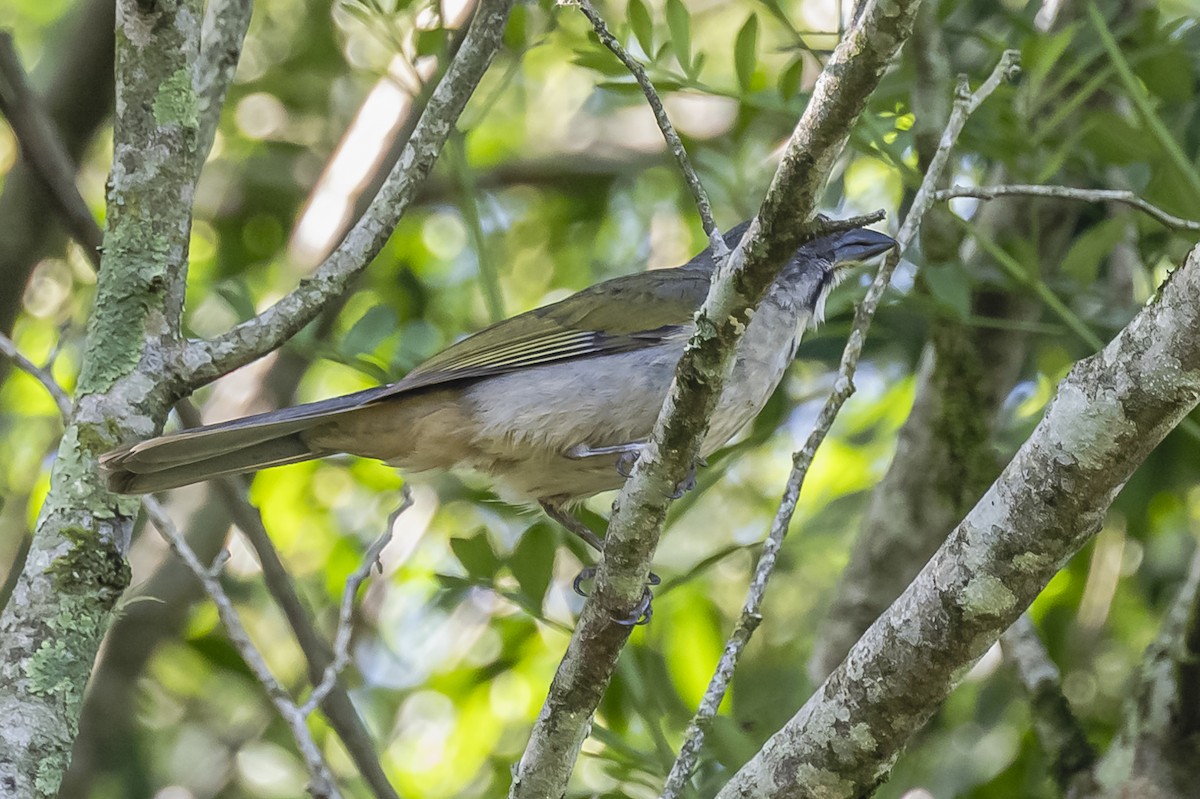 Green-winged Saltator - ML619693537