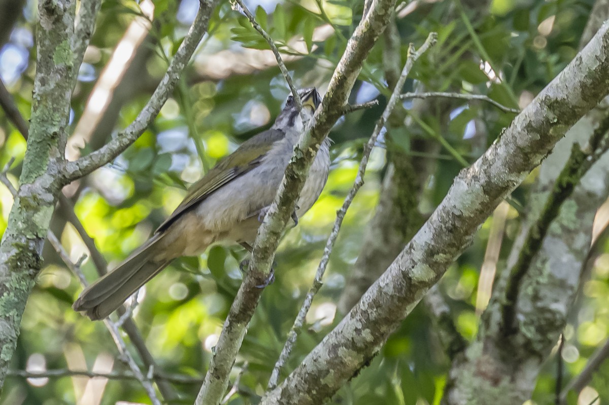 Green-winged Saltator - ML619693539