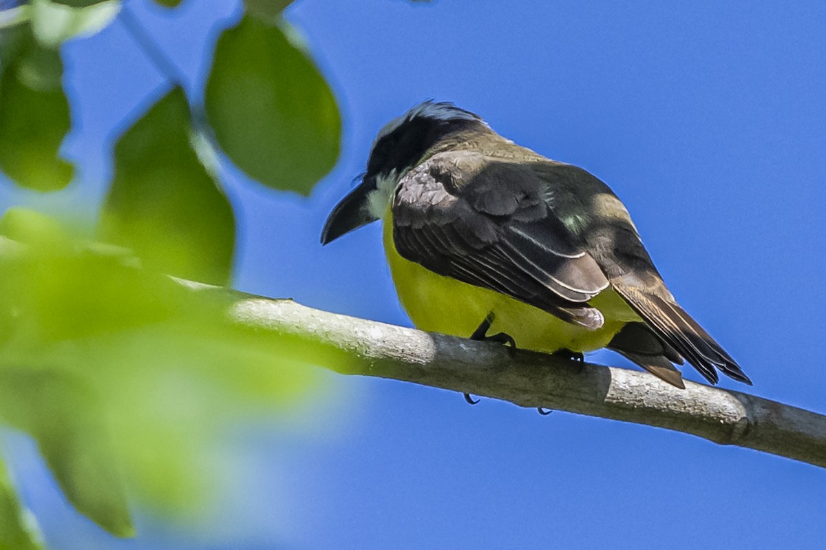 Boat-billed Flycatcher - ML619693541