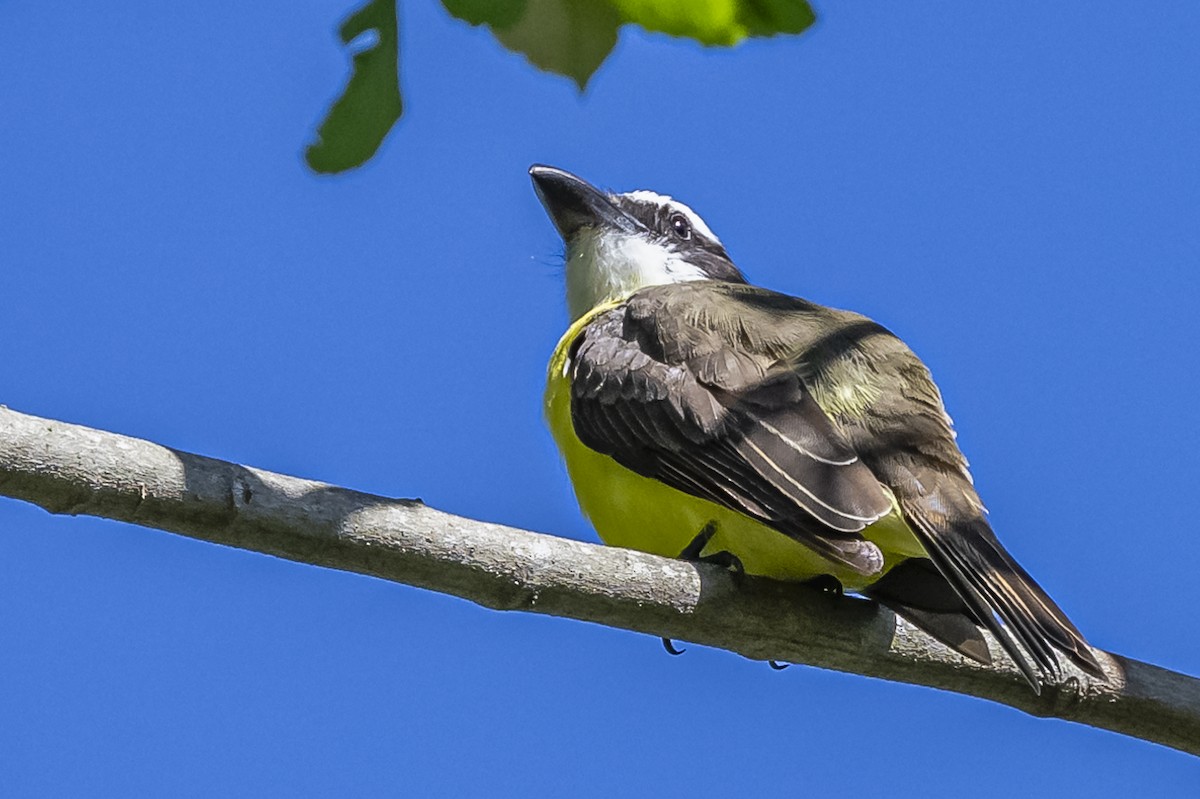 Boat-billed Flycatcher - ML619693542