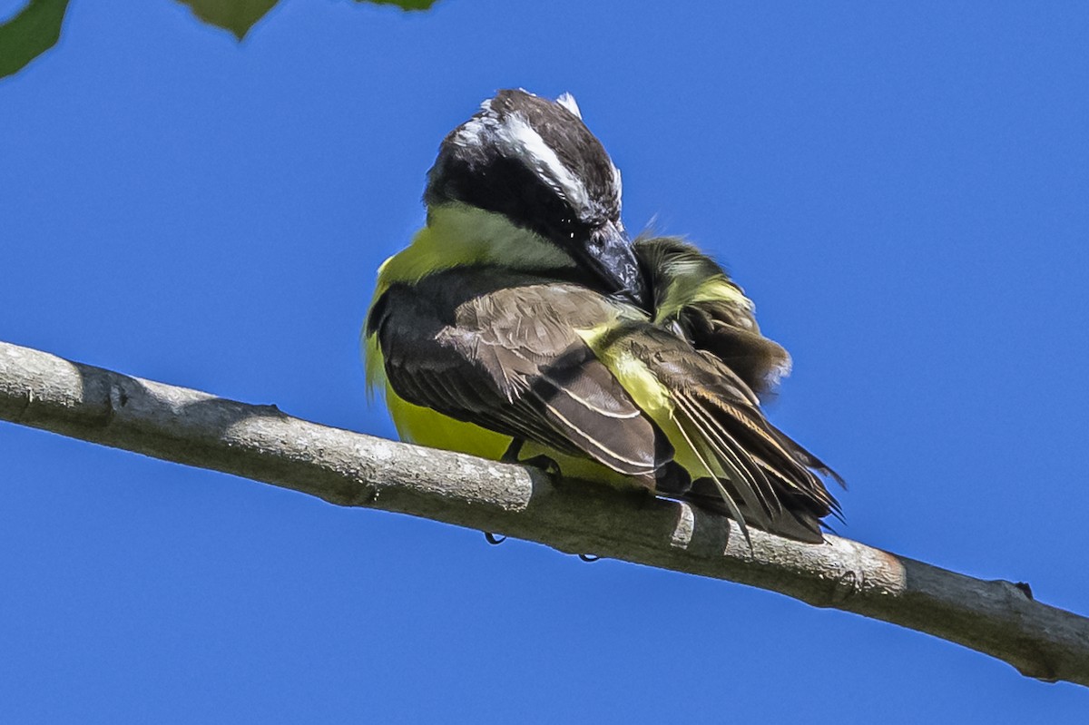 Boat-billed Flycatcher - ML619693544