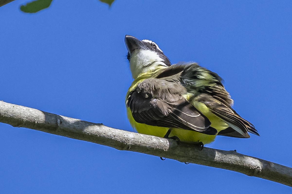 Boat-billed Flycatcher - ML619693547