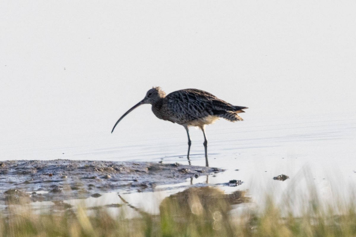 Eurasian Curlew - ML619693553