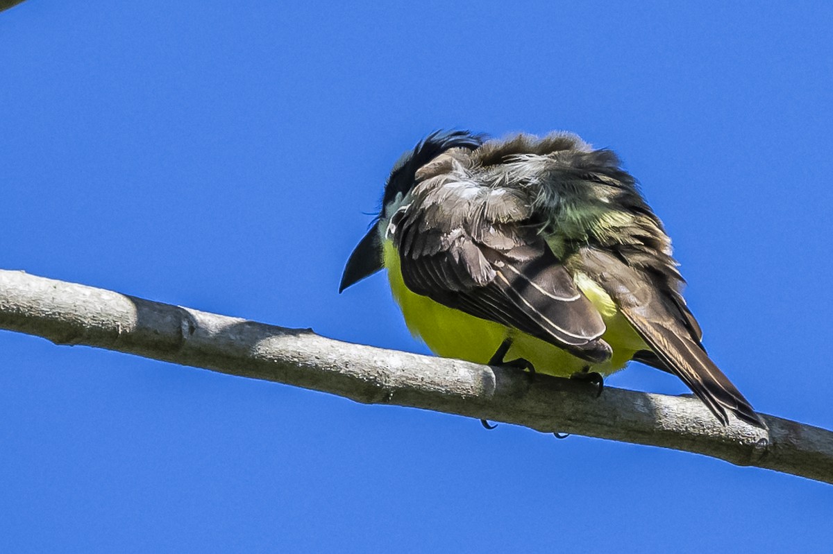 Boat-billed Flycatcher - ML619693557