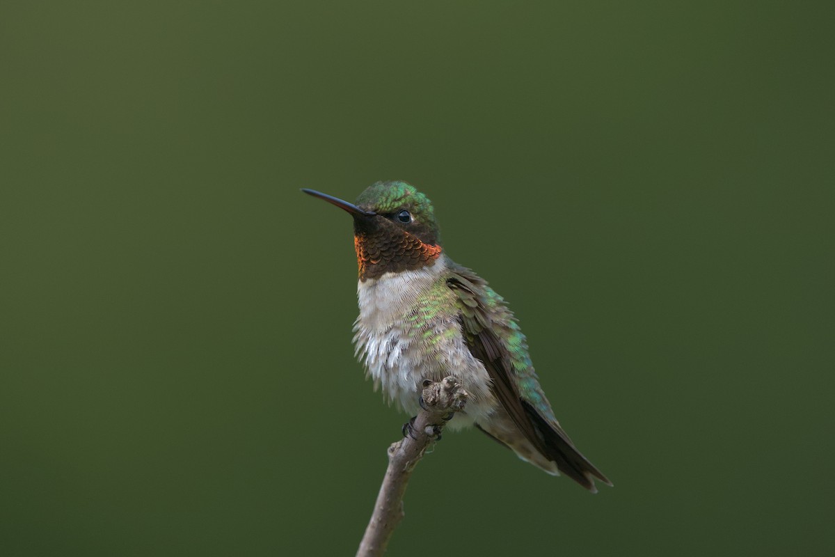 Ruby-throated Hummingbird - ML619693569