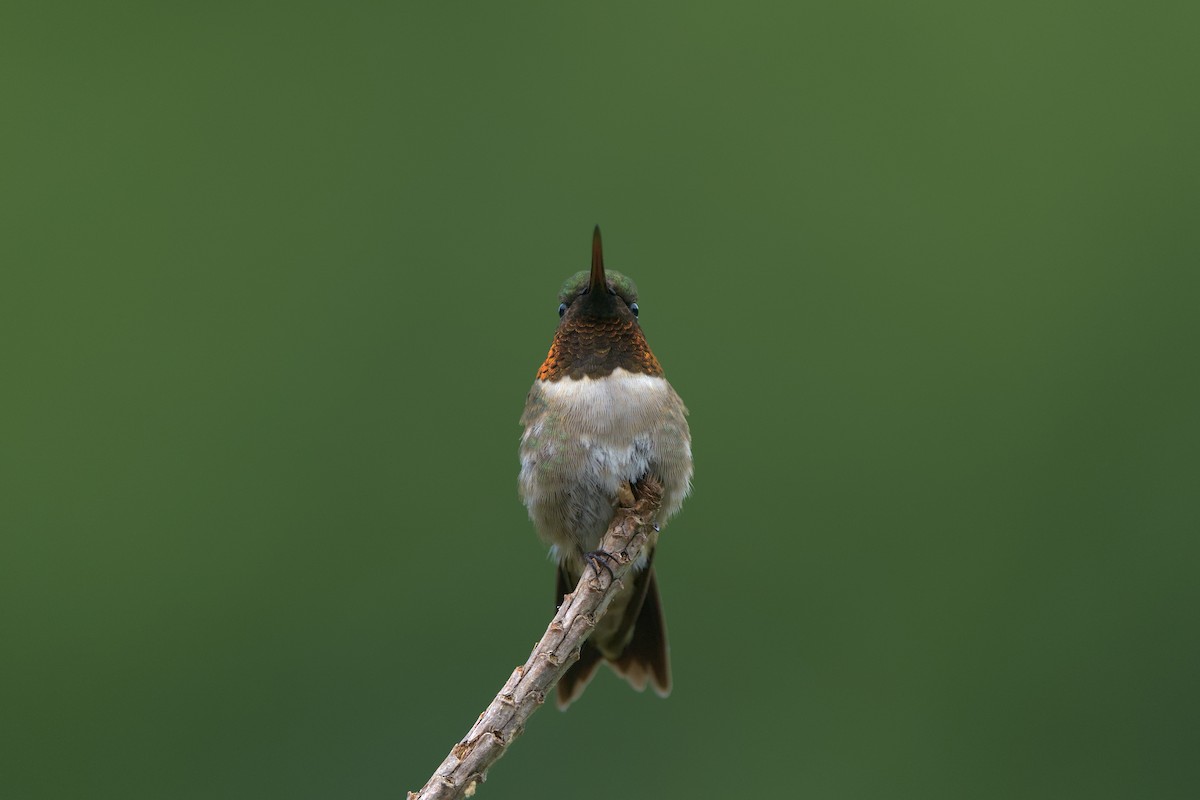 Ruby-throated Hummingbird - ML619693570