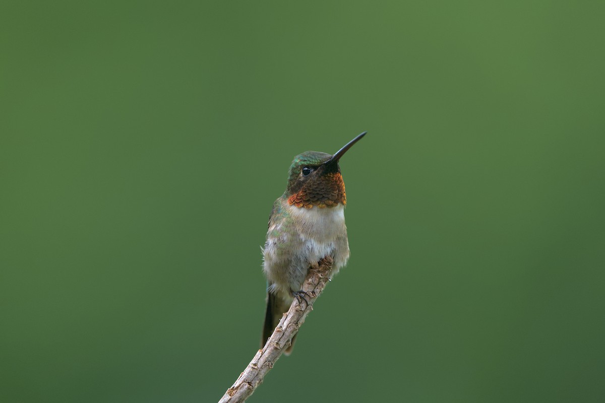 Ruby-throated Hummingbird - ML619693571
