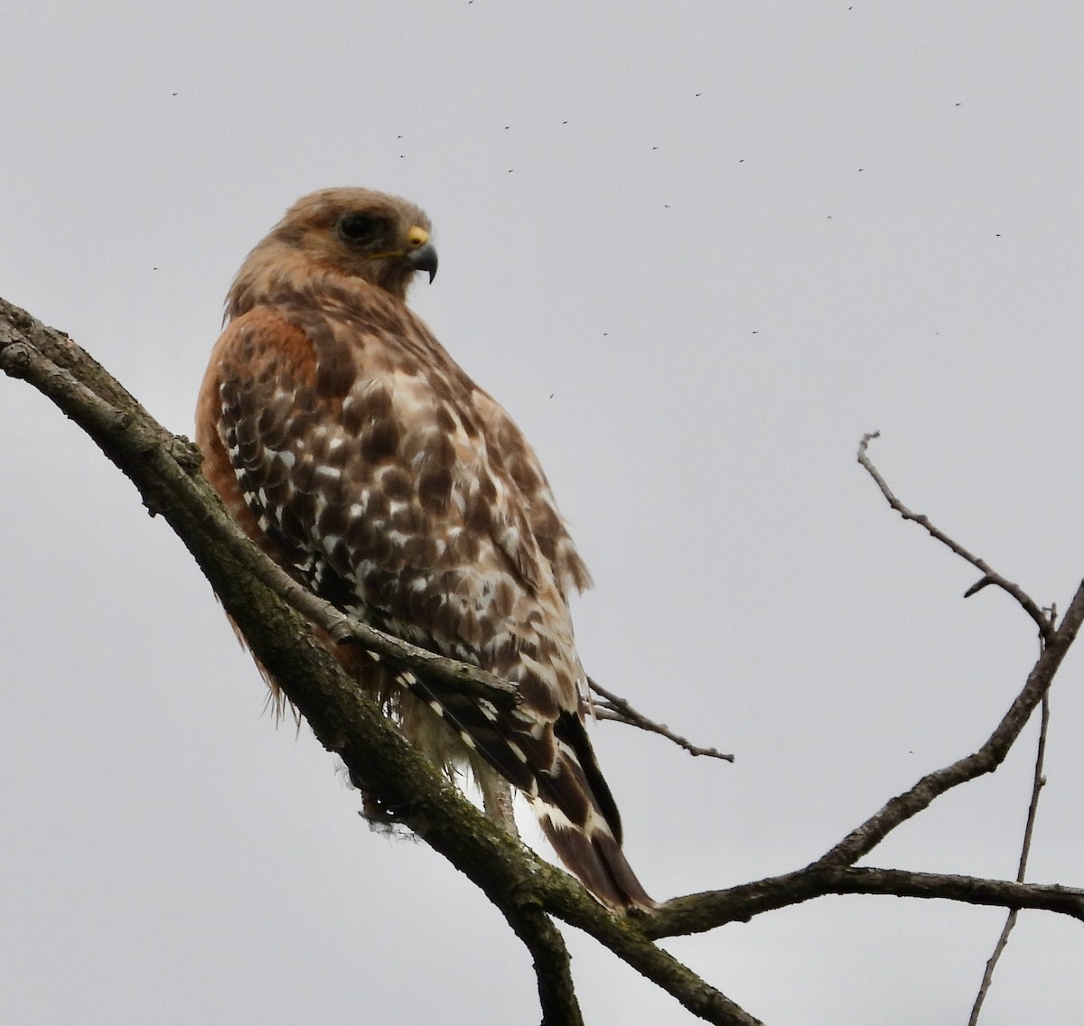 Red-shouldered Hawk - Cathie Canepa