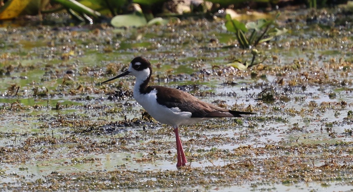 Black-necked Stilt - ML619693597