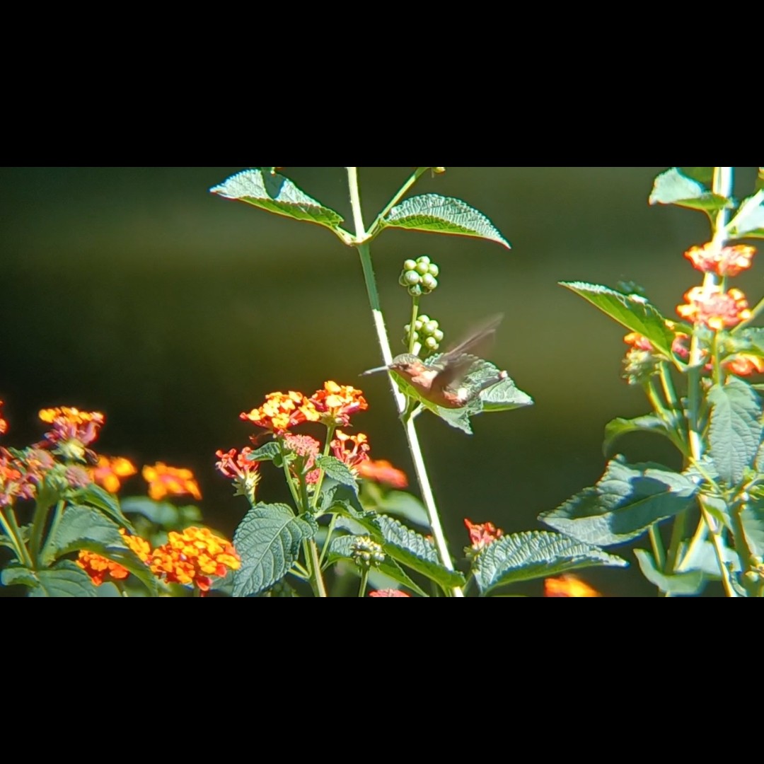Sparkling-tailed Hummingbird - ML619693598
