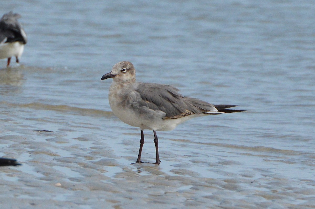 Laughing Gull - ML619693607