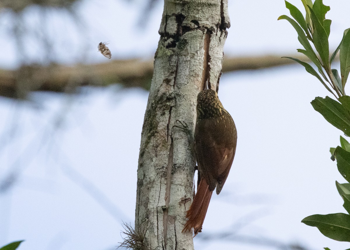 Lesser Woodcreeper - ML619693626