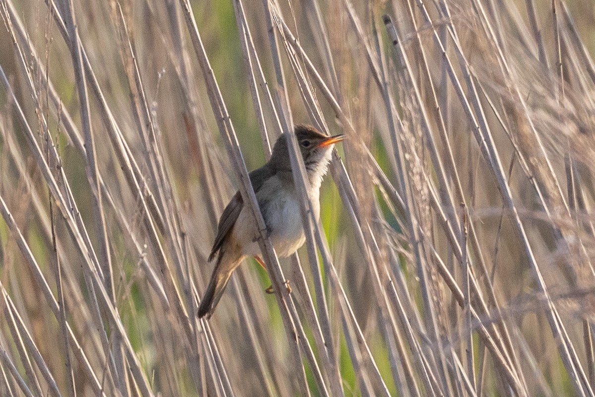 Common Reed Warbler - ML619693633