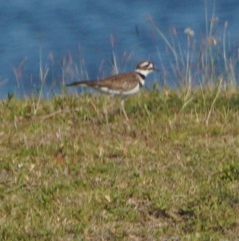 Killdeer - ML619693650