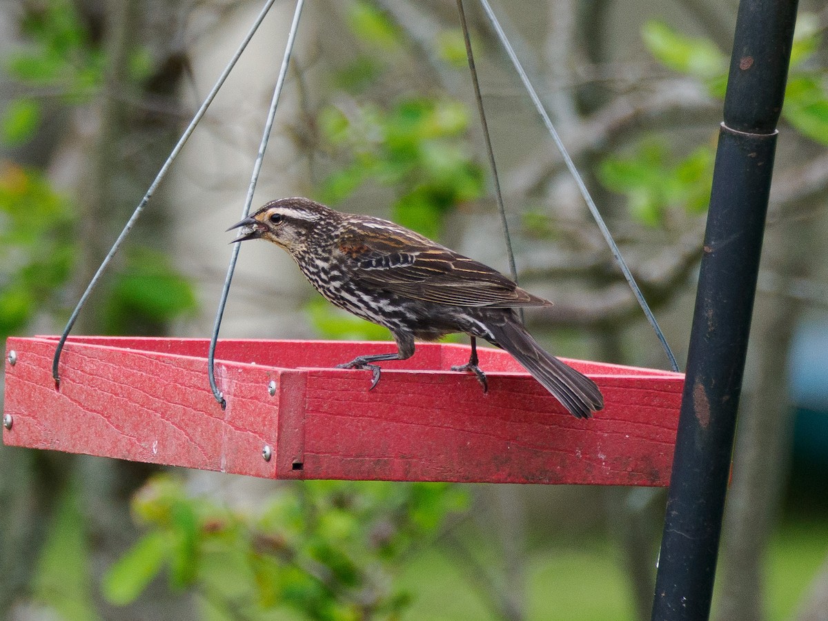 Red-winged Blackbird - ML619693655