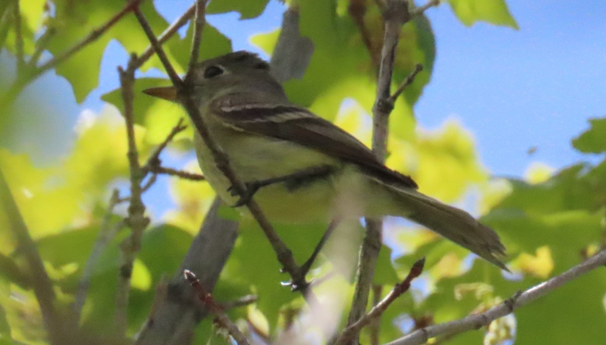 Dusky Flycatcher - ML619693660