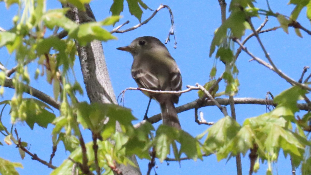 Dusky Flycatcher - ML619693661