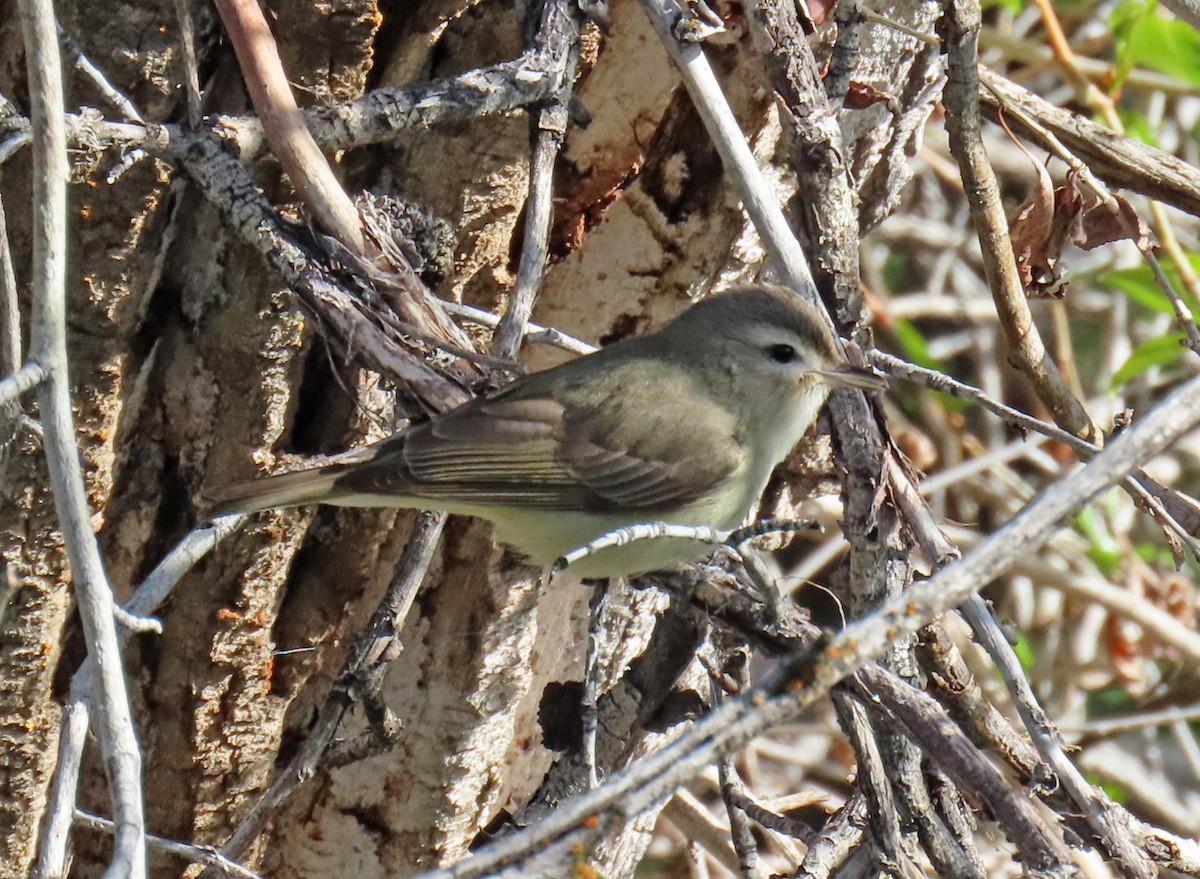 Warbling Vireo - ML619693672