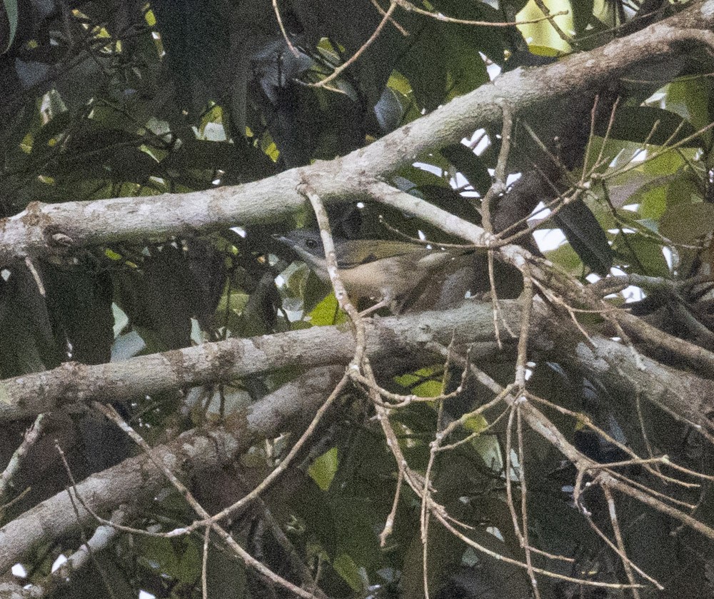 White-browed Shrike-Babbler - Lindy Fung