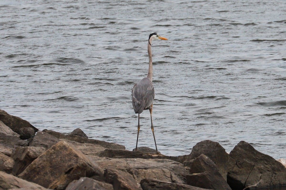 Great Blue Heron - ML619693679