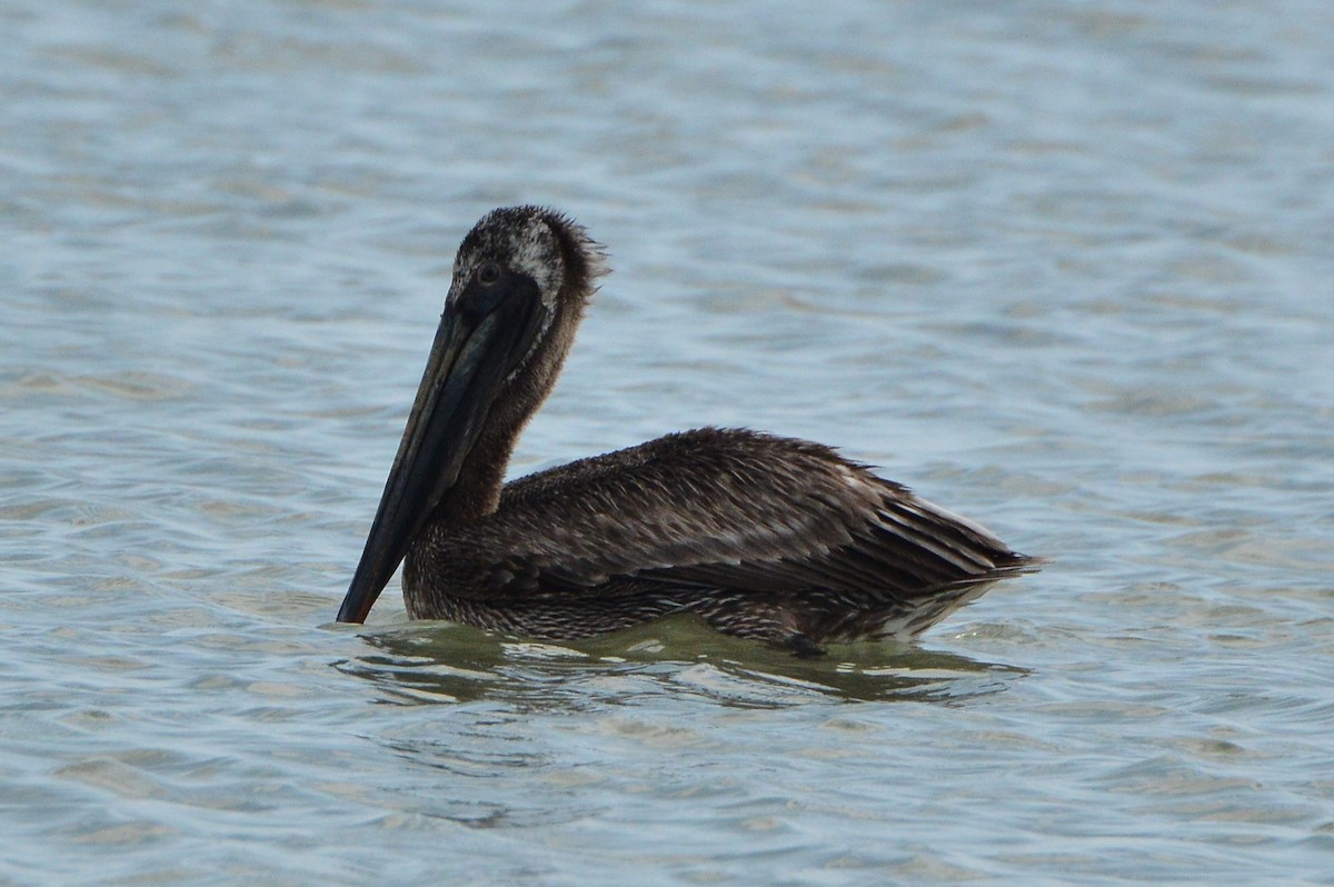 pelikán hnědý - ML619693696