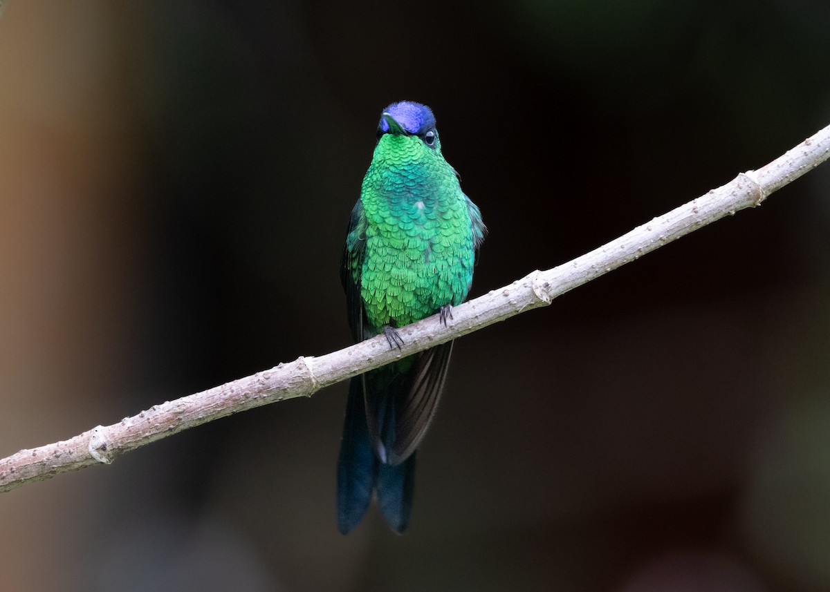Violet-capped Woodnymph - ML619693715