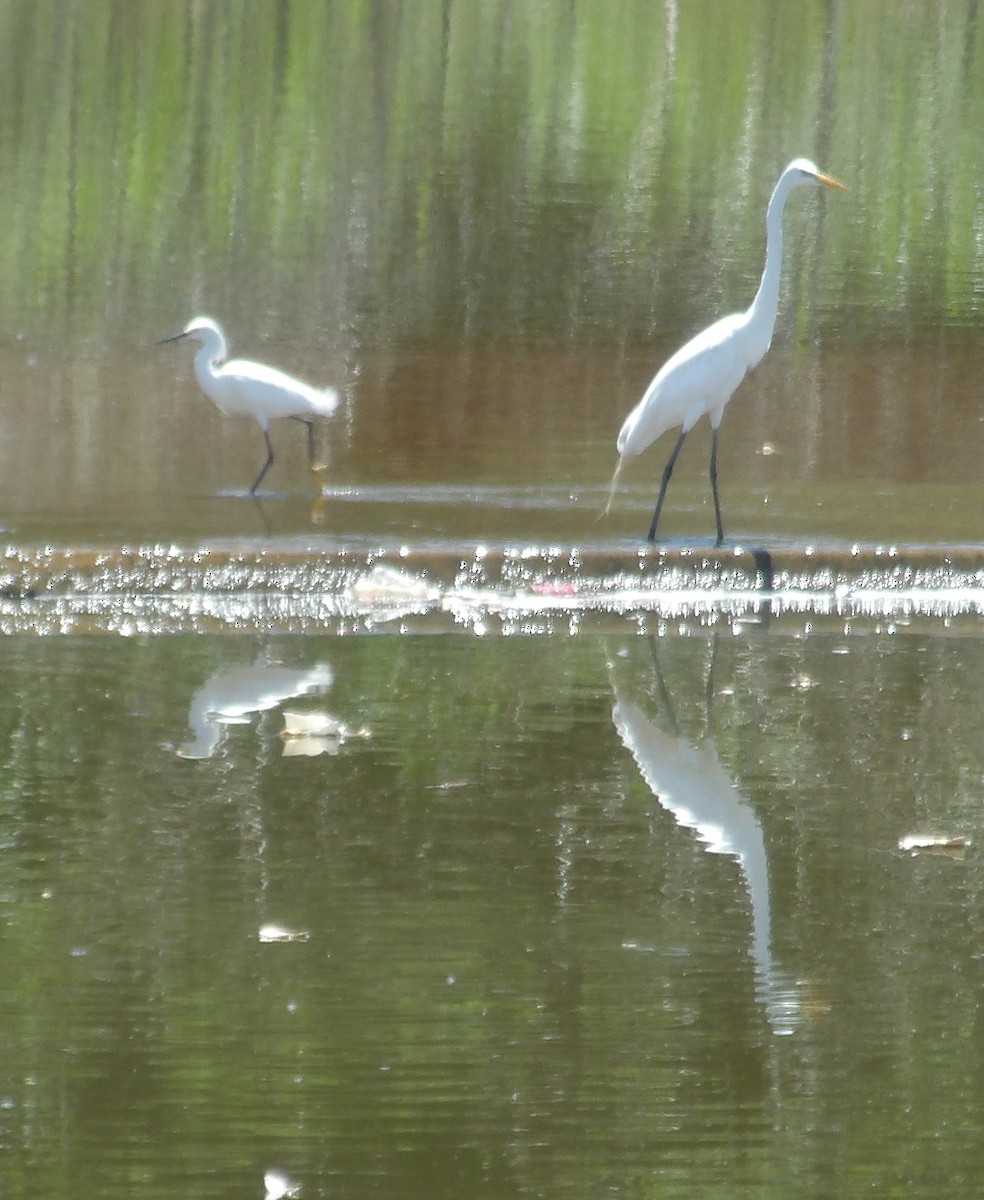 Great Egret - ML619693730