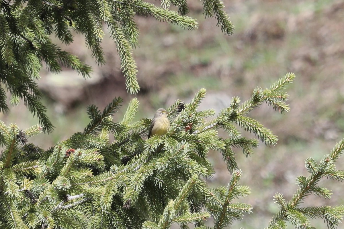 Sulphur-bellied Warbler - ML619693745