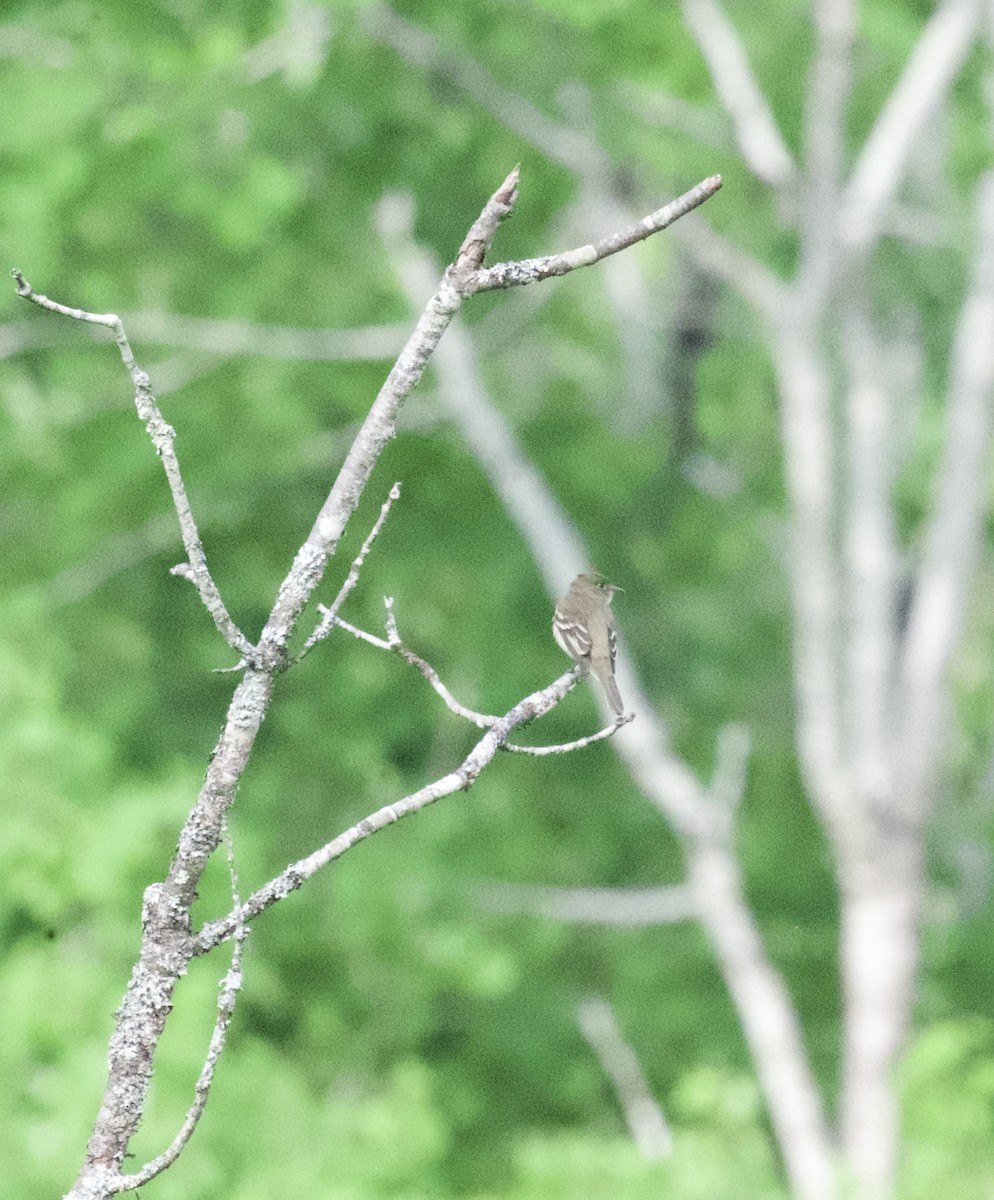 Alder Flycatcher - ML619693759