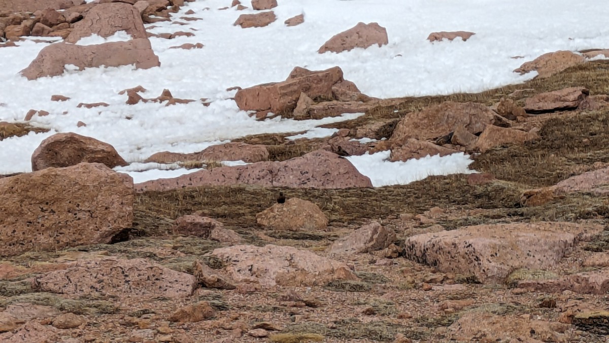 Brown-capped Rosy-Finch - ML619693760