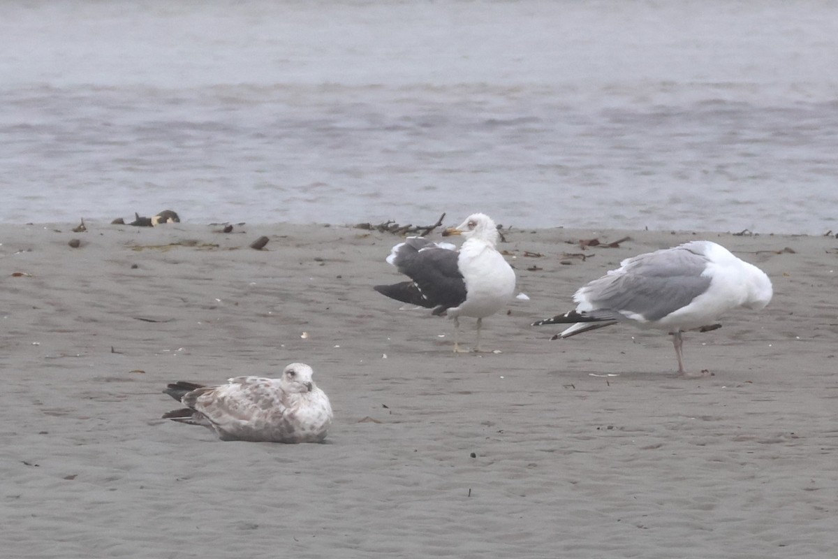 Lesser Black-backed Gull - ML619693763