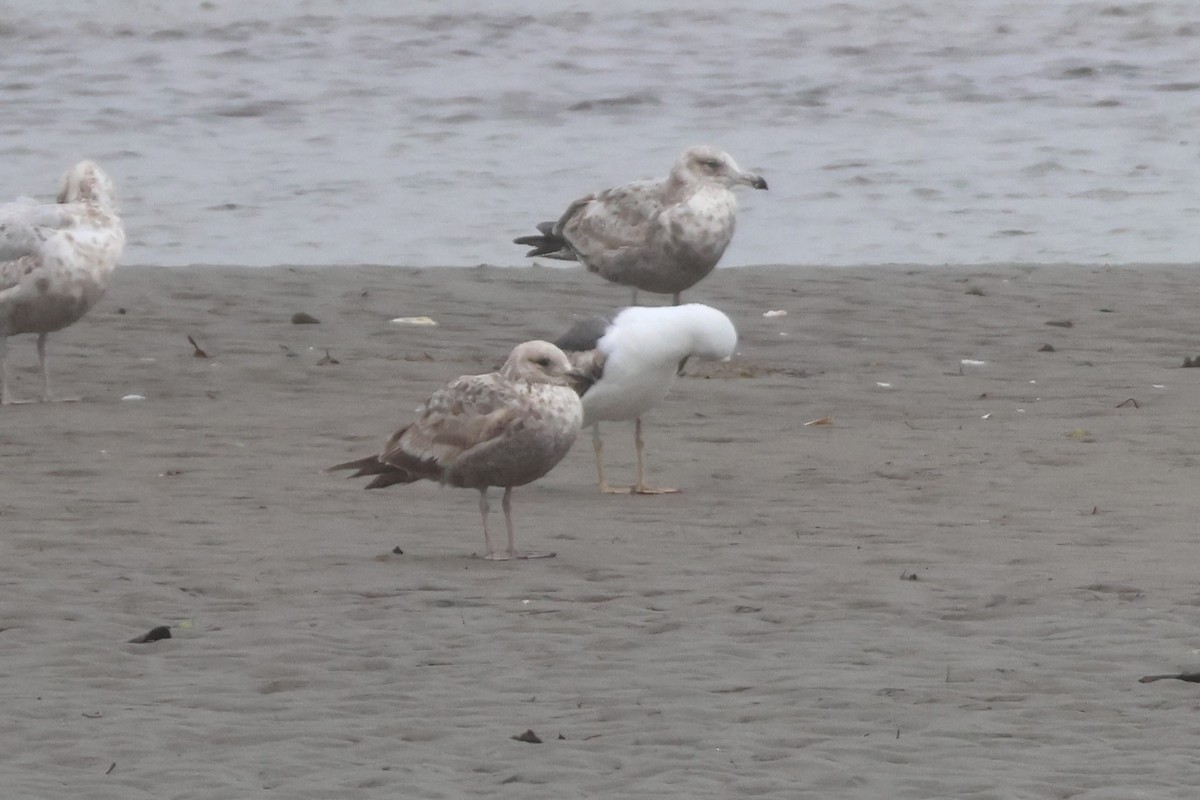 Lesser Black-backed Gull - ML619693764