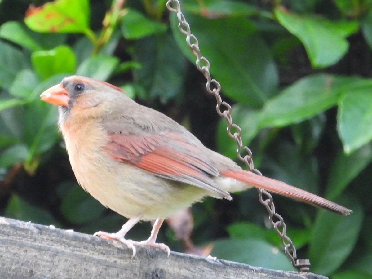 Northern Cardinal - ML619693771